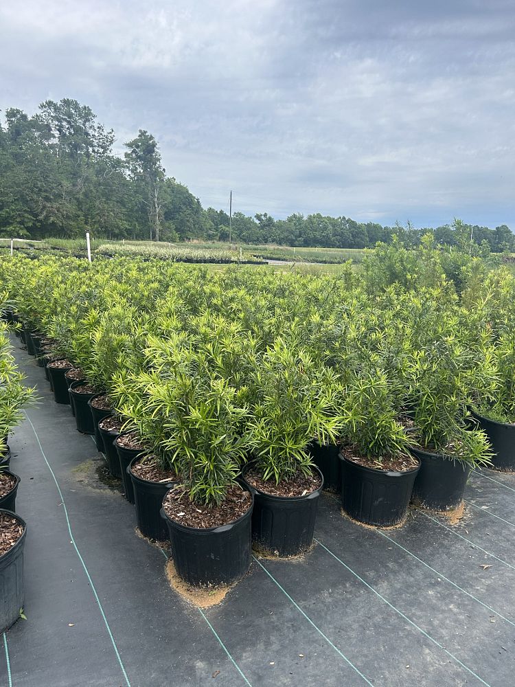 podocarpus-macrophyllus-japanese-yew