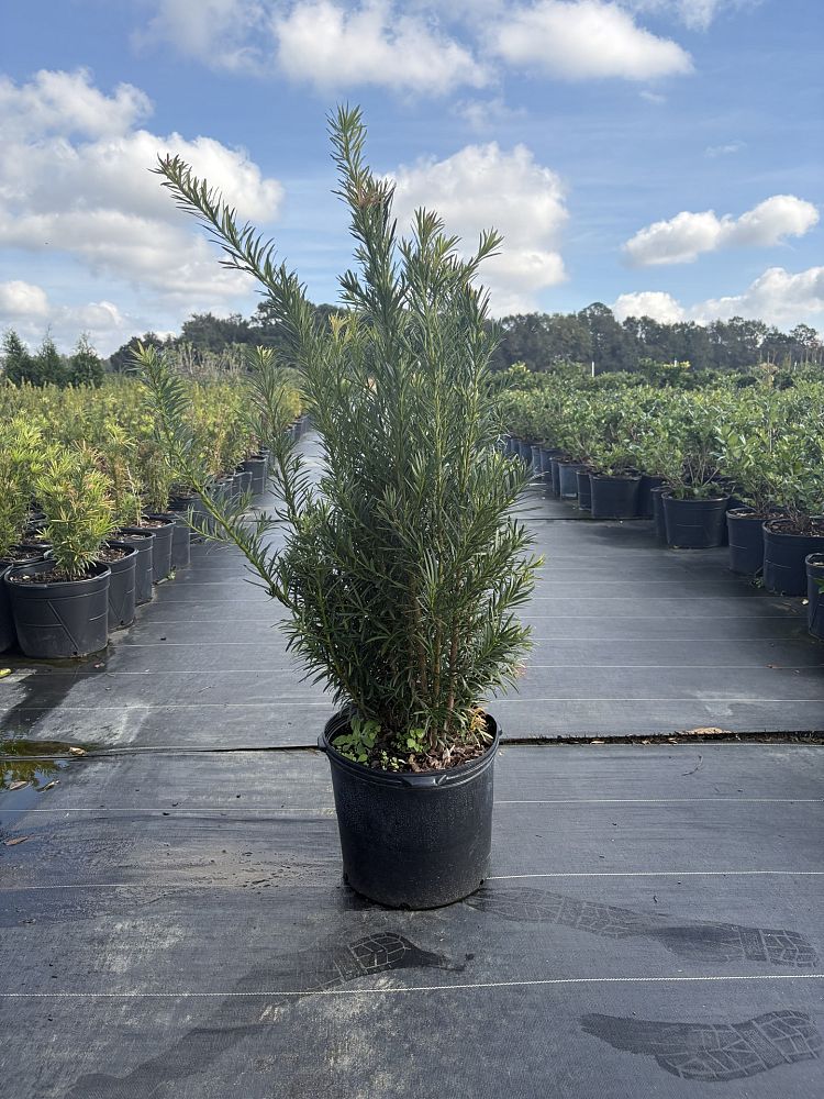 podocarpus-macrophyllus-japanese-yew