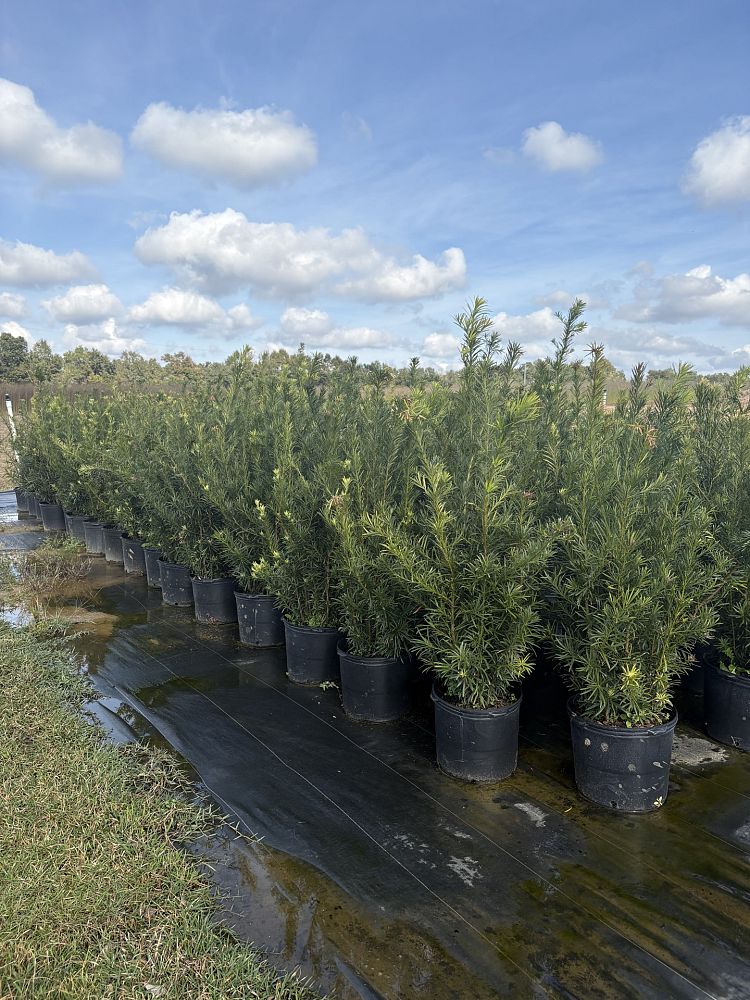 podocarpus-macrophyllus-japanese-yew