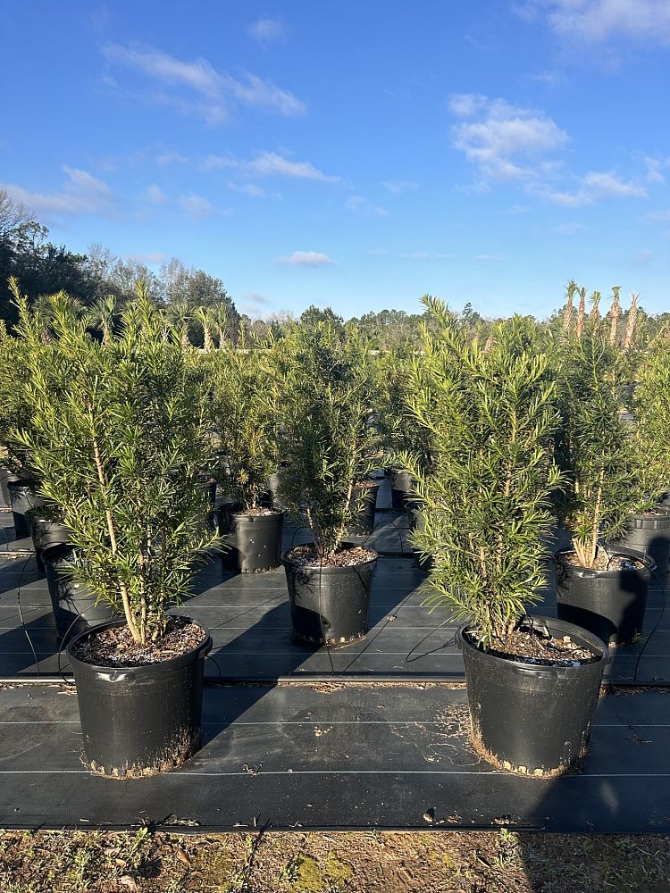 podocarpus-macrophyllus-japanese-yew