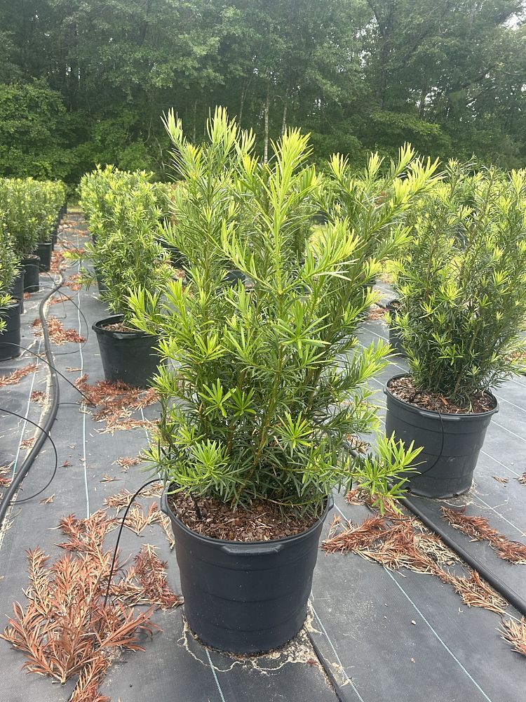 podocarpus-macrophyllus-japanese-yew