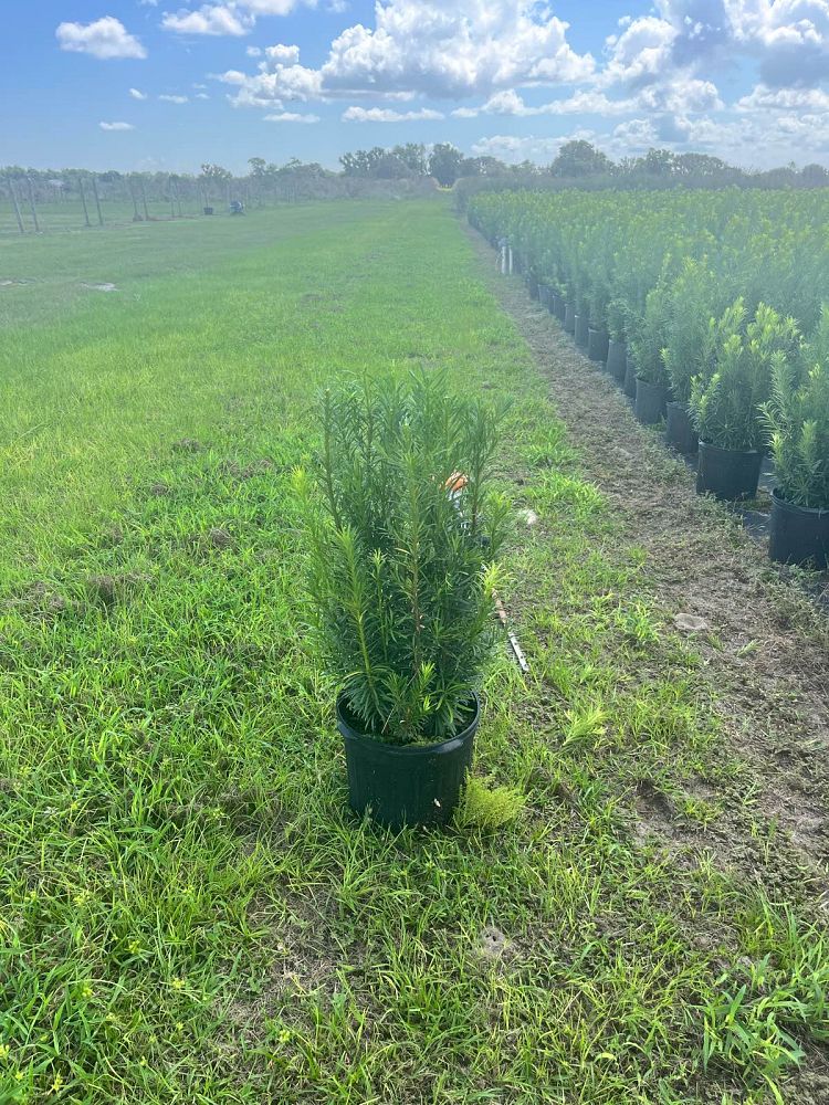podocarpus-macrophyllus-japanese-yew