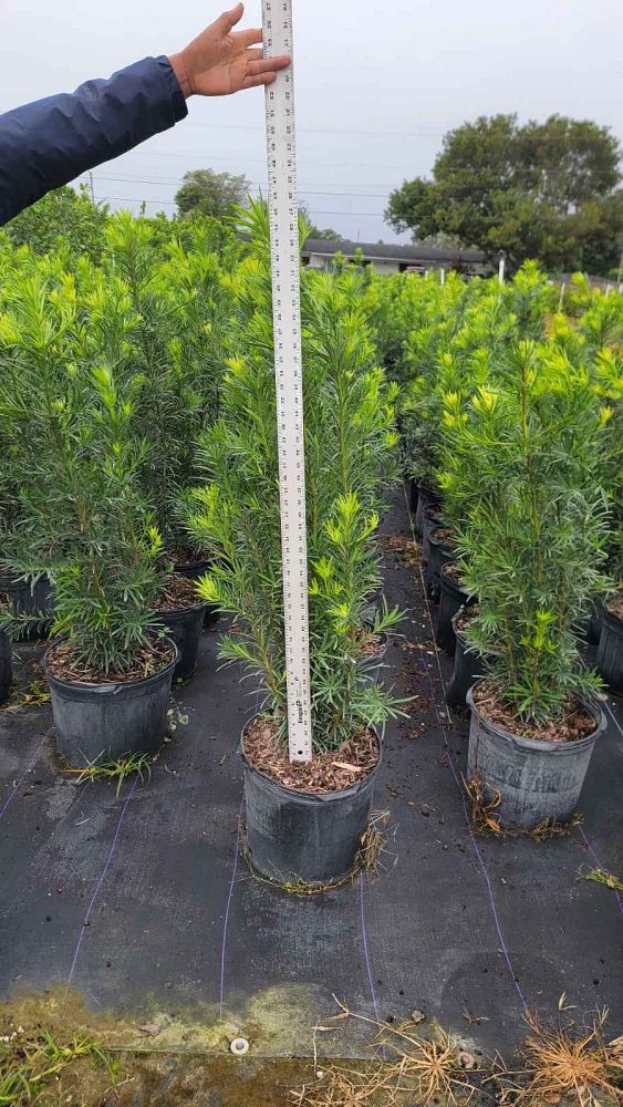 podocarpus-macrophyllus-japanese-yew