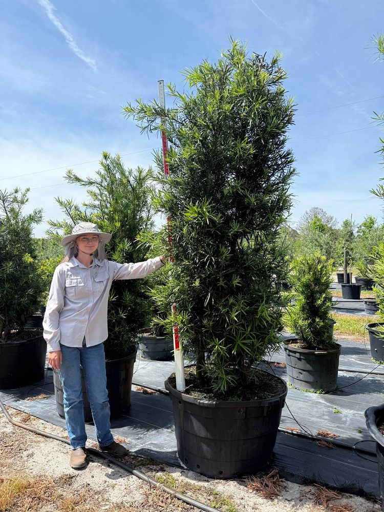 podocarpus-macrophyllus-japanese-yew
