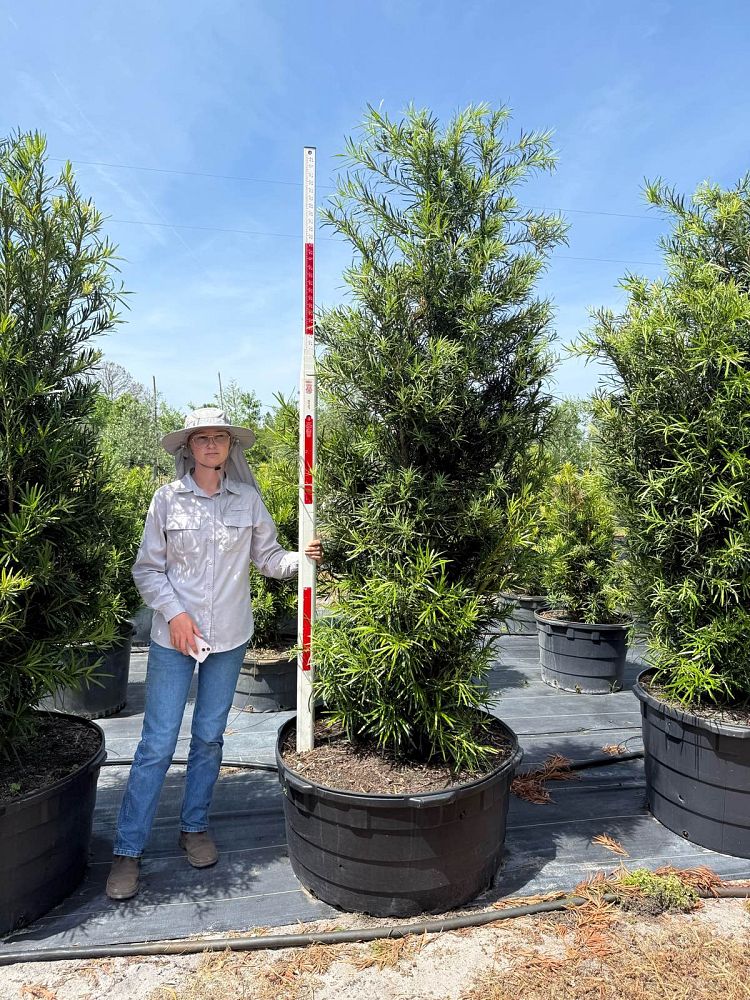 podocarpus-macrophyllus-japanese-yew