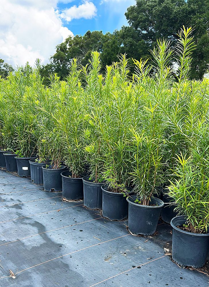 podocarpus-macrophyllus-japanese-yew