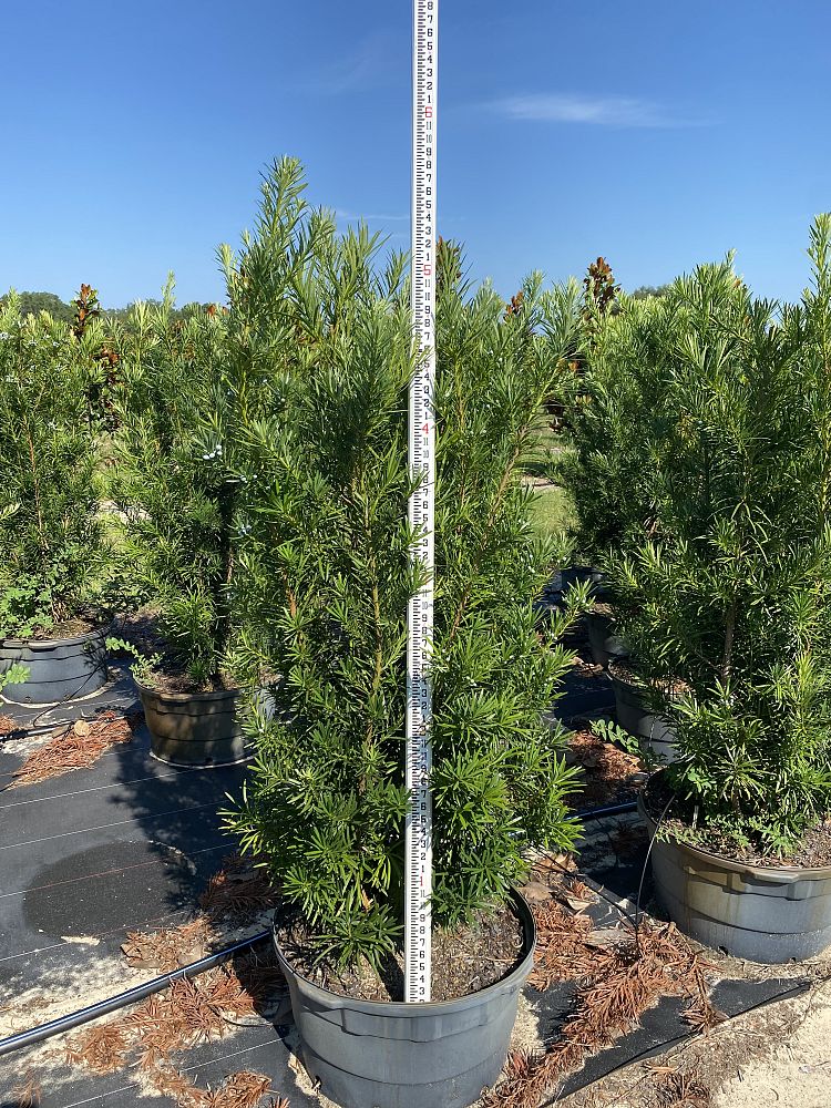podocarpus-macrophyllus-japanese-yew