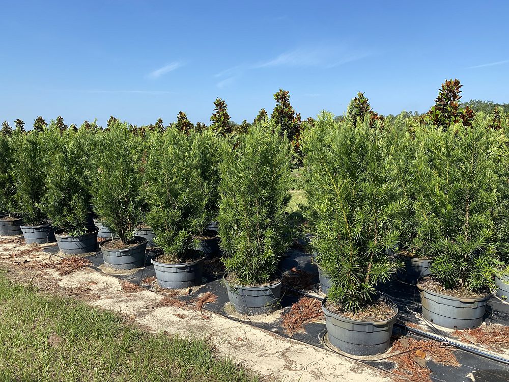 podocarpus-macrophyllus-japanese-yew