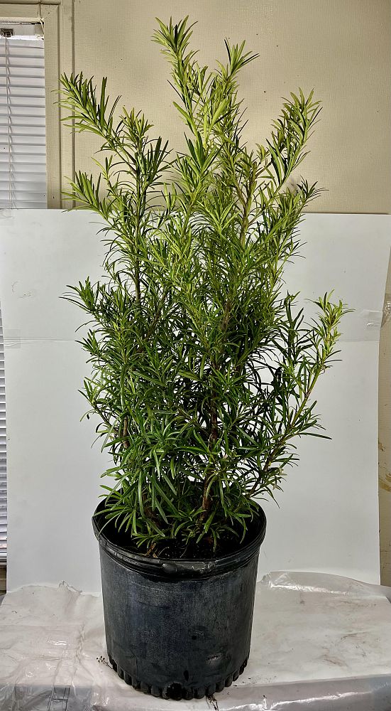 podocarpus-macrophyllus-japanese-yew