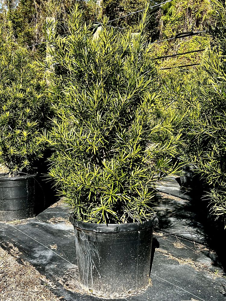 podocarpus-macrophyllus-japanese-yew