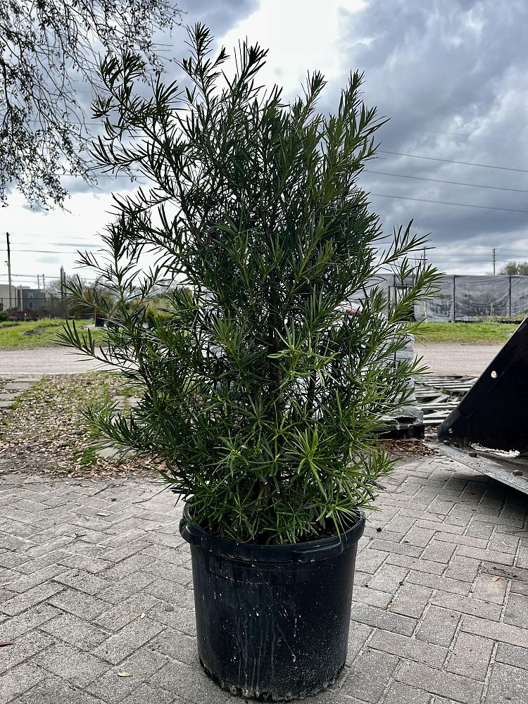 podocarpus-macrophyllus-japanese-yew