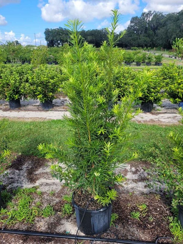 podocarpus-macrophyllus-japanese-yew