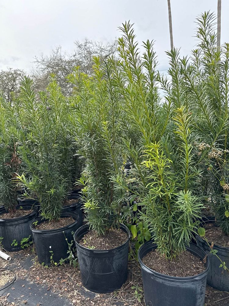 podocarpus-macrophyllus-japanese-yew