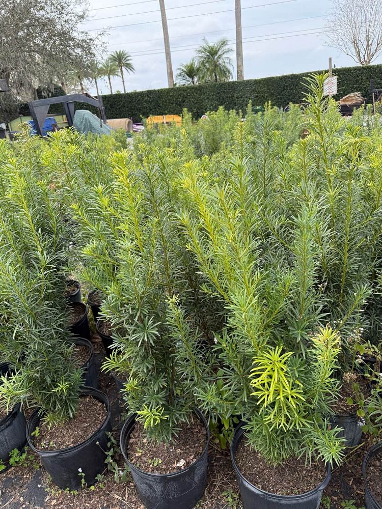 podocarpus-macrophyllus-japanese-yew