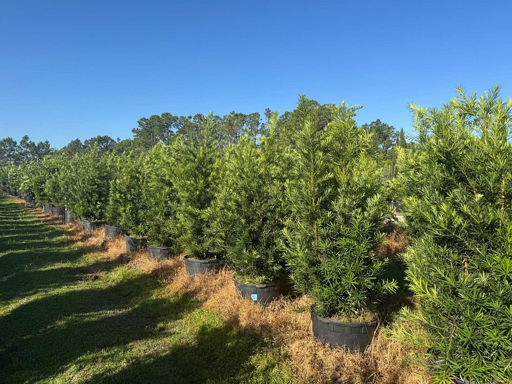podocarpus-macrophyllus-japanese-yew