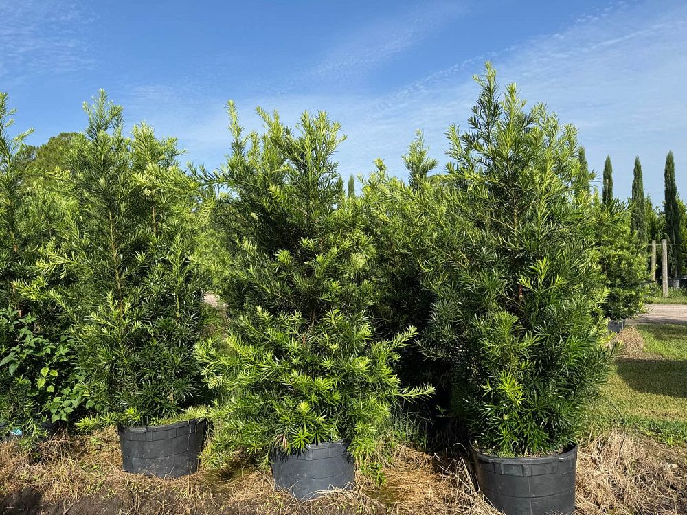 podocarpus-macrophyllus-japanese-yew
