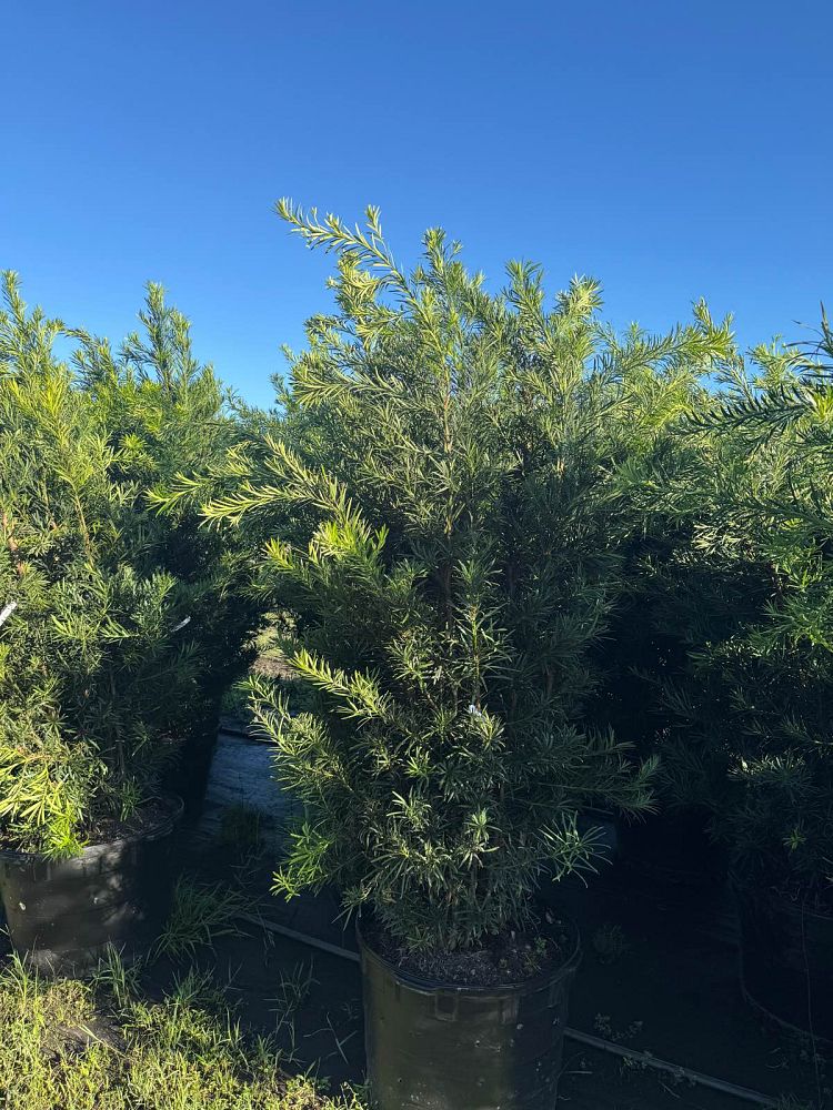 podocarpus-macrophyllus-japanese-yew