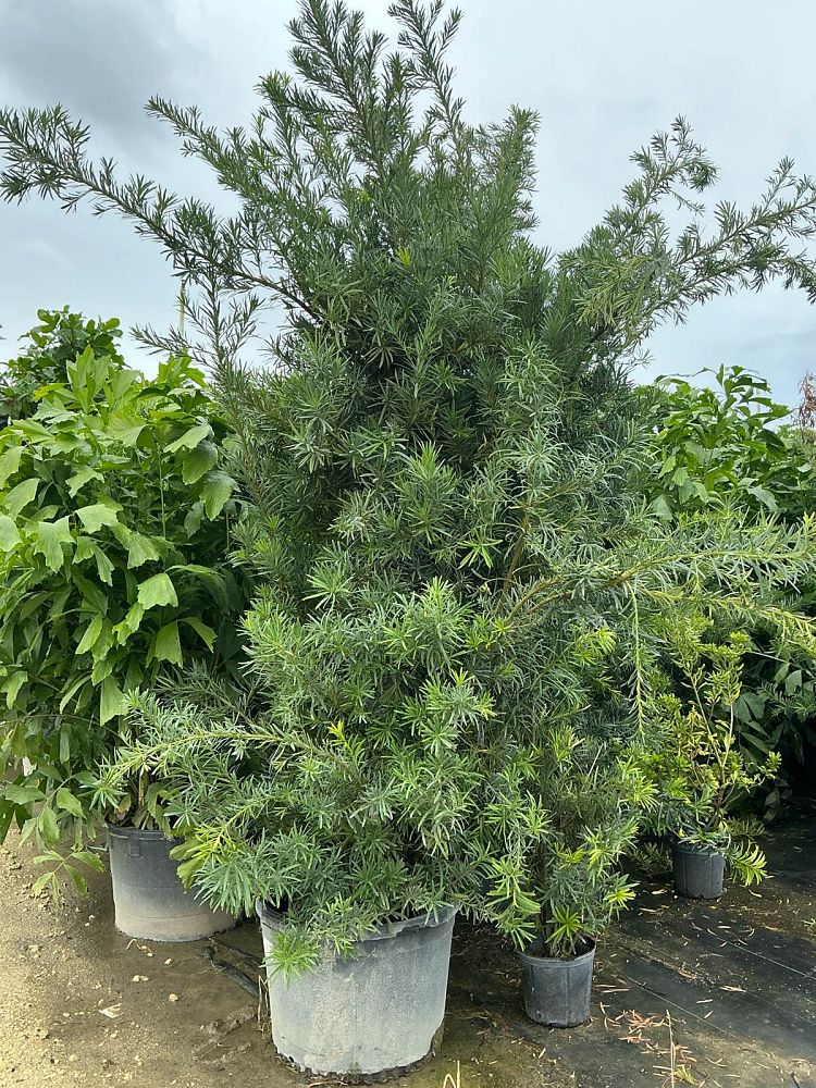 podocarpus-macrophyllus-japanese-yew