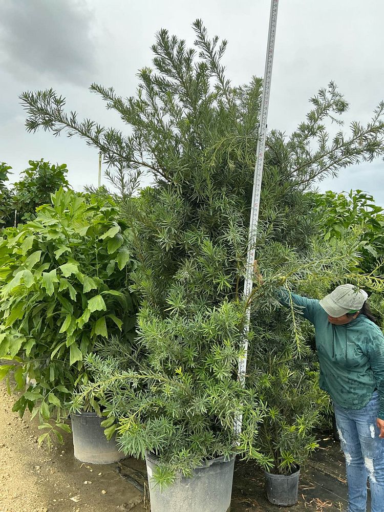 podocarpus-macrophyllus-japanese-yew