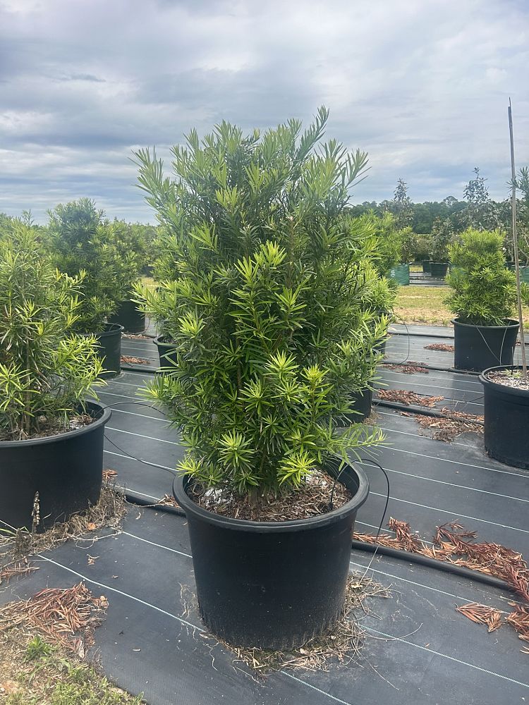podocarpus-macrophyllus-japanese-yew