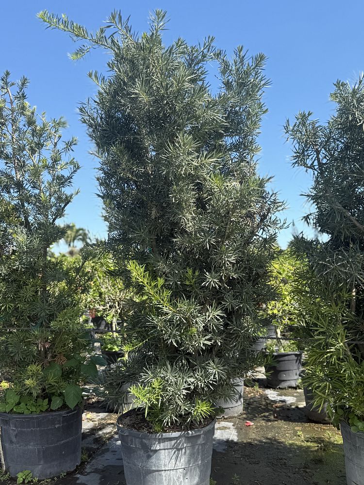 podocarpus-macrophyllus-japanese-yew