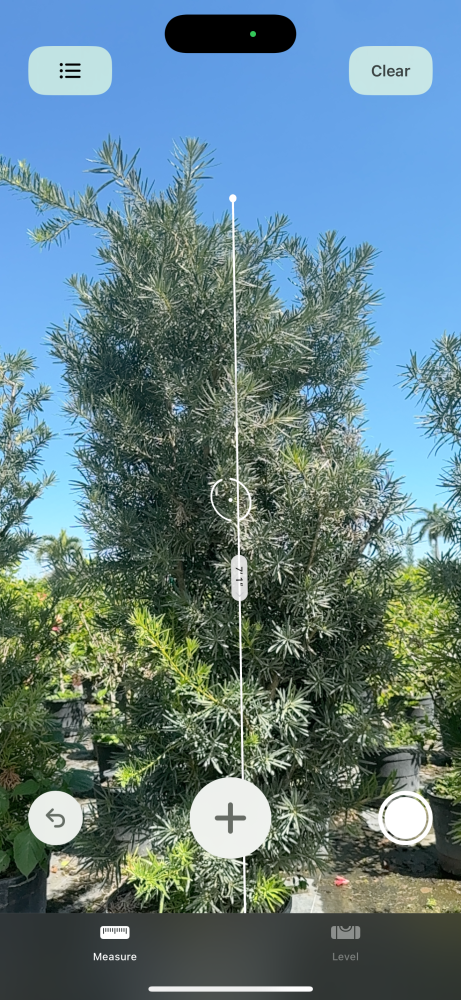 podocarpus-macrophyllus-japanese-yew
