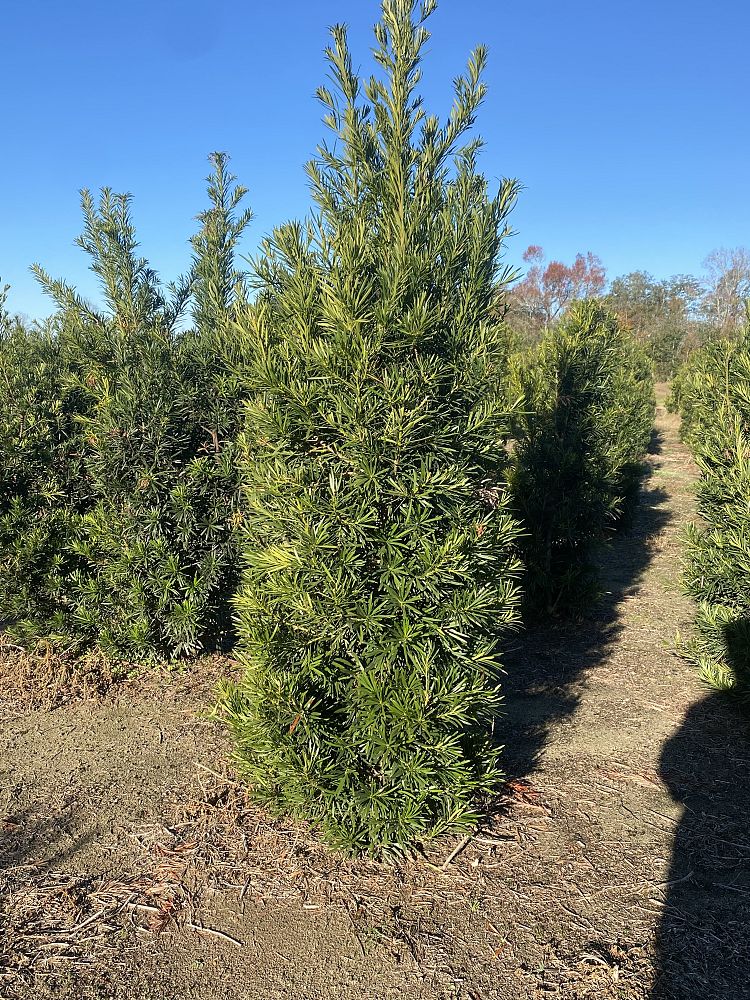 podocarpus-macrophyllus-japanese-yew