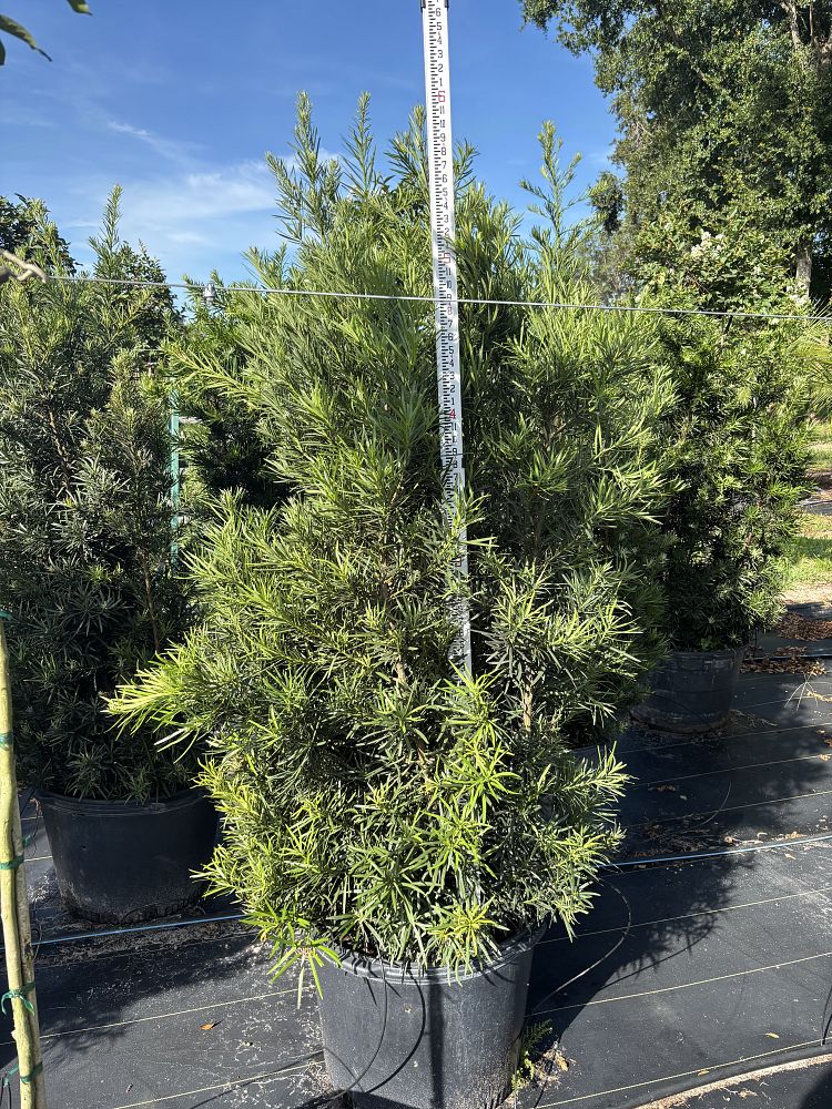 podocarpus-macrophyllus-japanese-yew