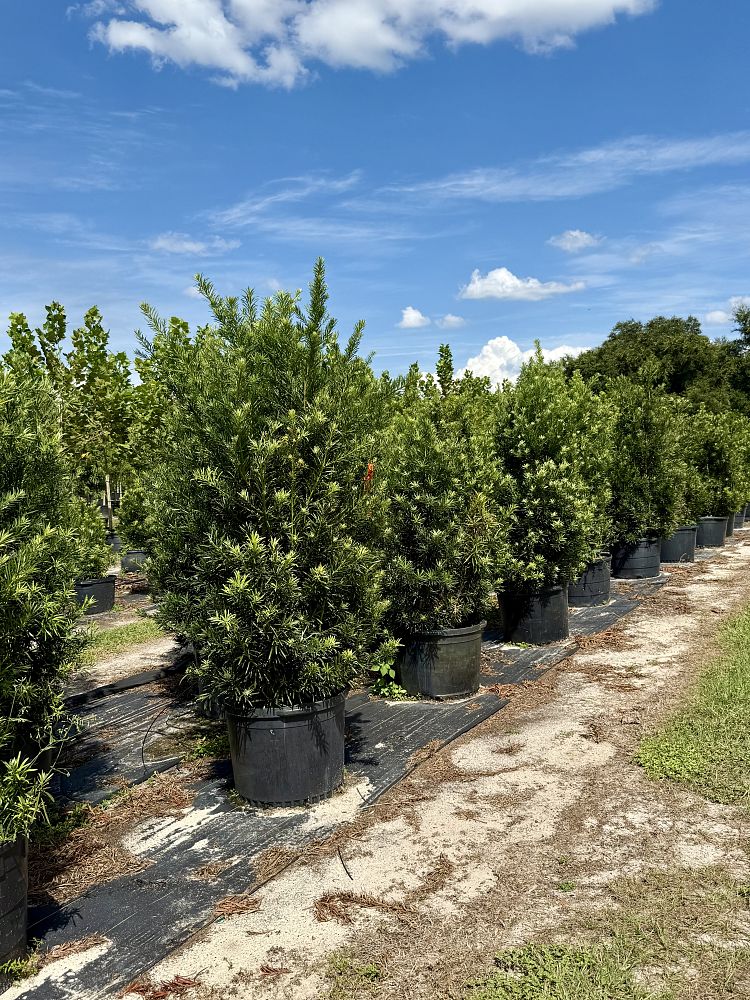 podocarpus-macrophyllus-japanese-yew