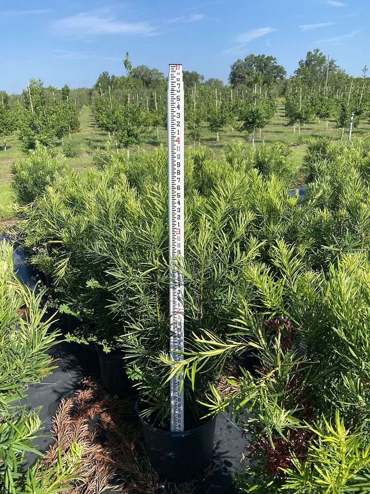 podocarpus-macrophyllus-japanese-yew