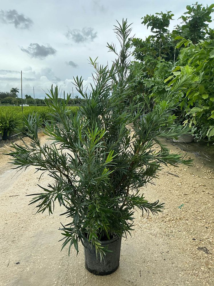 podocarpus-macrophyllus-japanese-yew