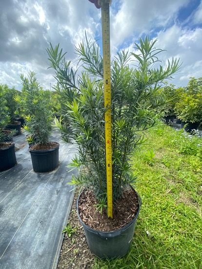 podocarpus-macrophyllus-japanese-yew