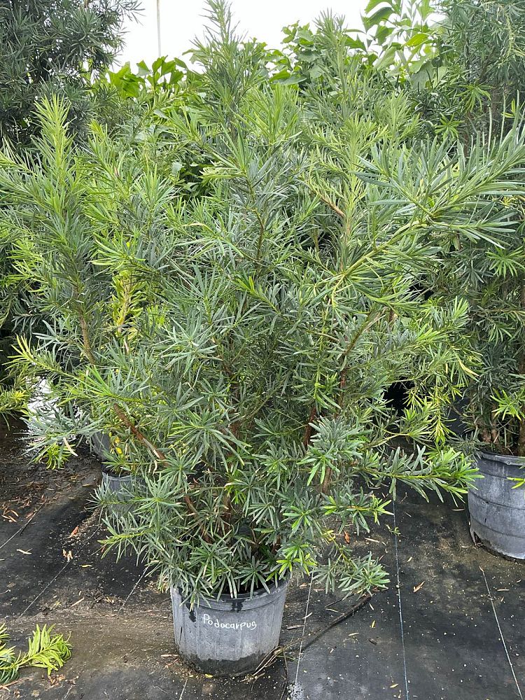 podocarpus-macrophyllus-japanese-yew