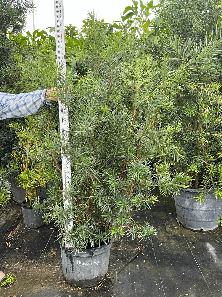 podocarpus-macrophyllus-japanese-yew