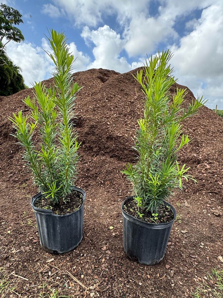 podocarpus-macrophyllus-japanese-yew