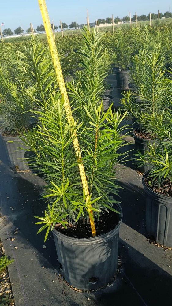 podocarpus-macrophyllus-japanese-yew