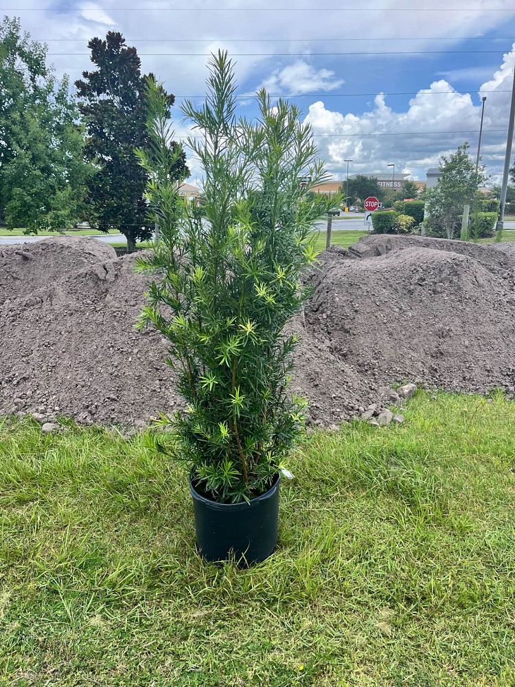 podocarpus-macrophyllus-japanese-yew