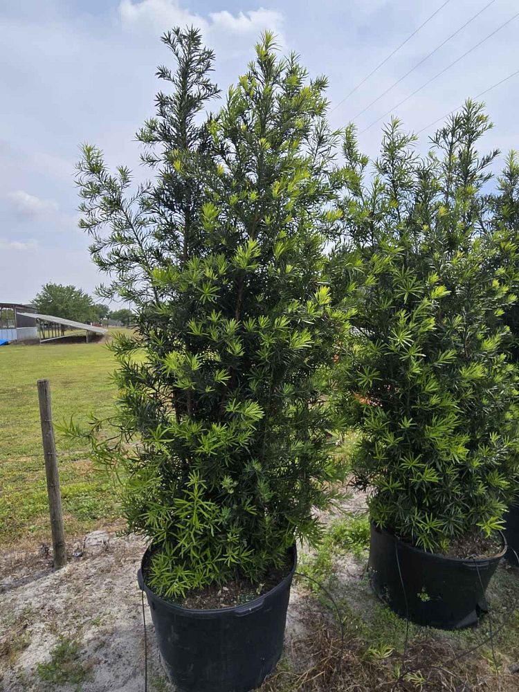 podocarpus-macrophyllus-japanese-yew