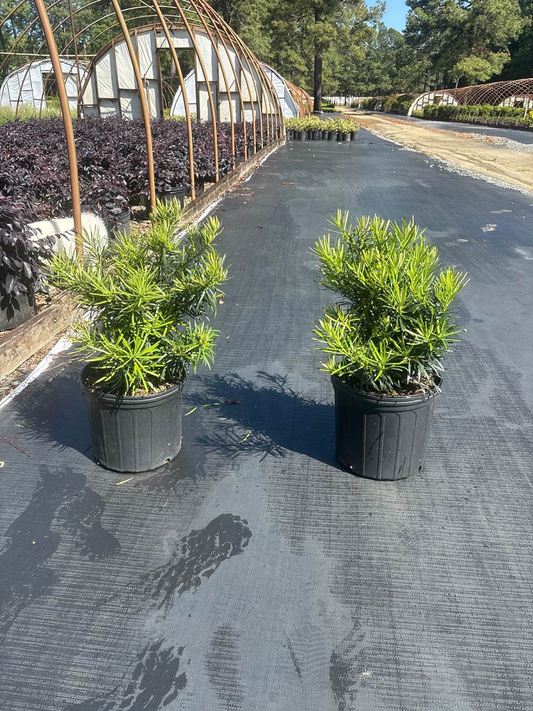 podocarpus-macrophyllus-japanese-yew