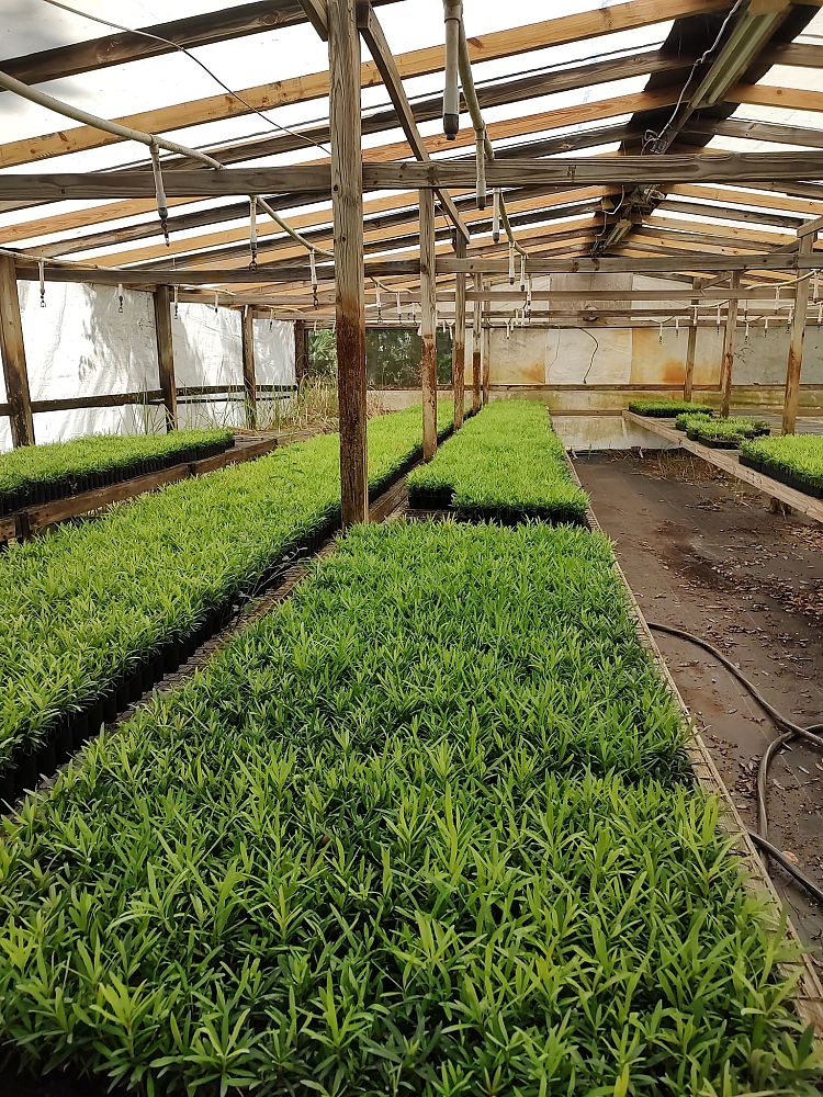 podocarpus-macrophyllus-japanese-yew