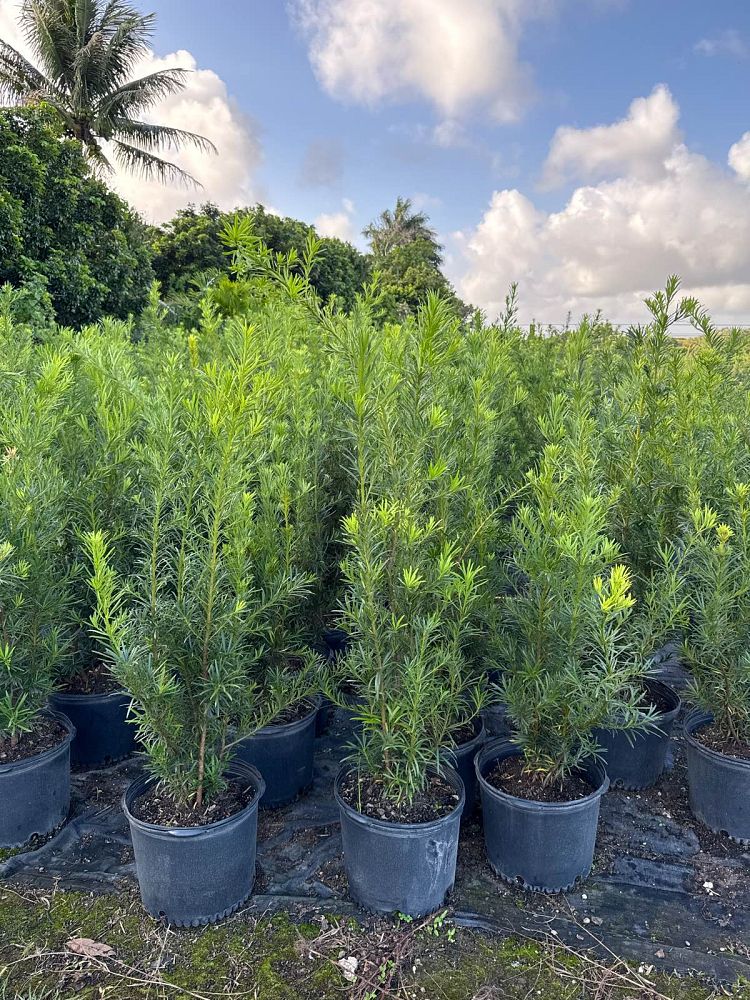 podocarpus-macrophyllus-japanese-yew