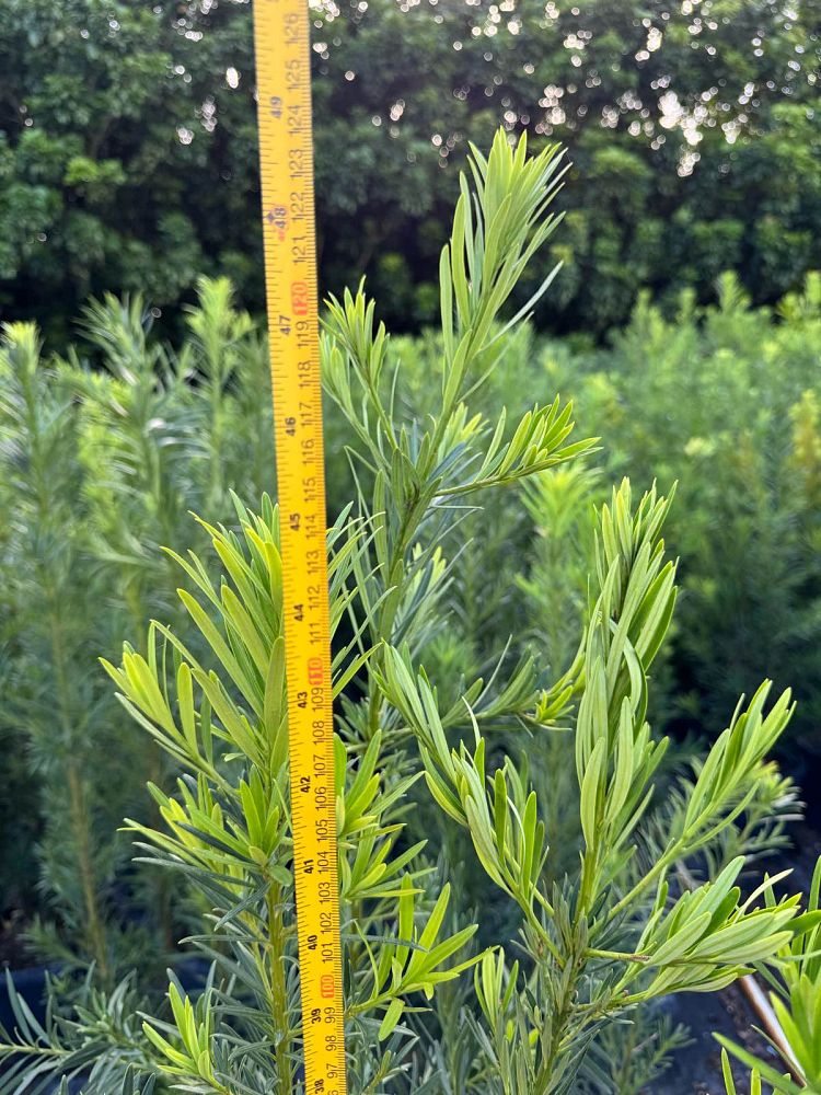 podocarpus-macrophyllus-japanese-yew