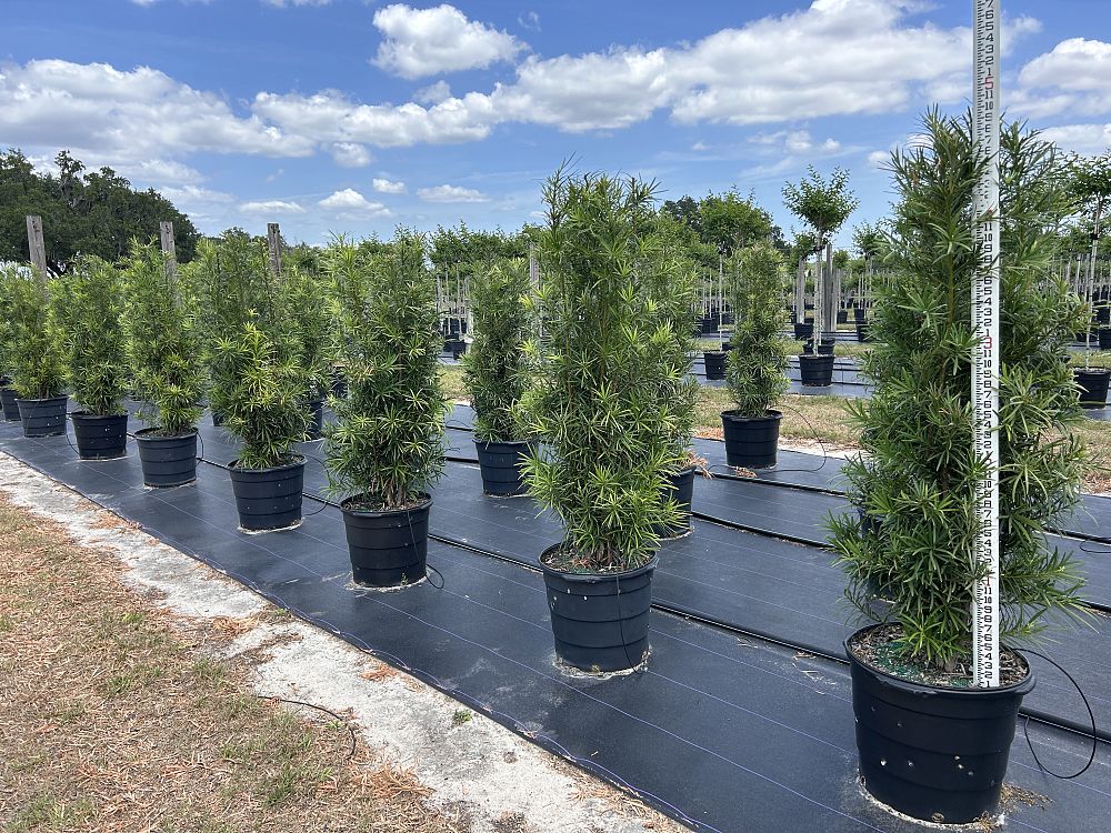 podocarpus-macrophyllus-japanese-yew