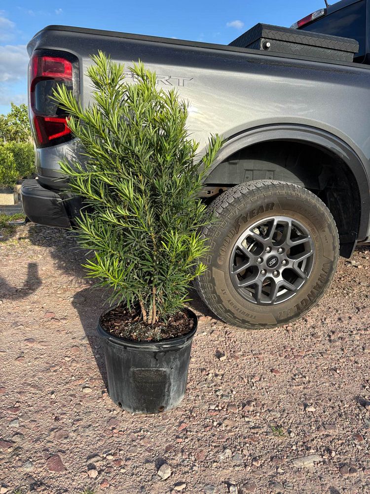 podocarpus-macrophyllus-japanese-yew