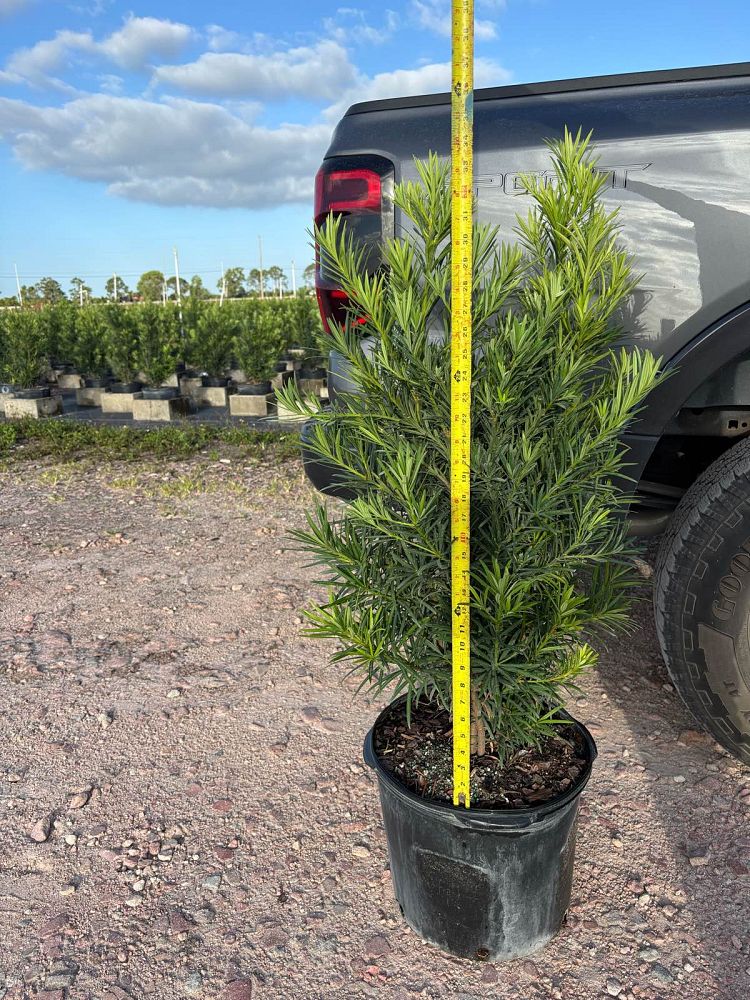 podocarpus-macrophyllus-japanese-yew
