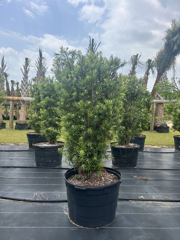 podocarpus-macrophyllus-japanese-yew