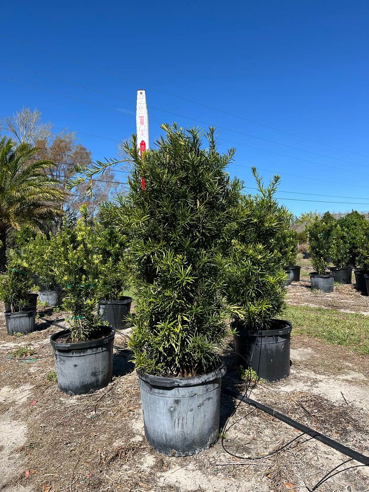 podocarpus-macrophyllus-japanese-yew