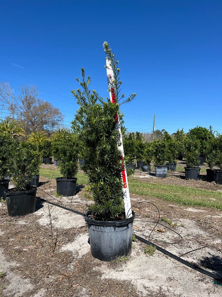 podocarpus-macrophyllus-japanese-yew