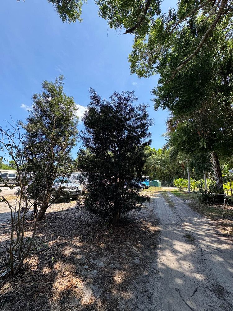 podocarpus-macrophyllus-japanese-yew