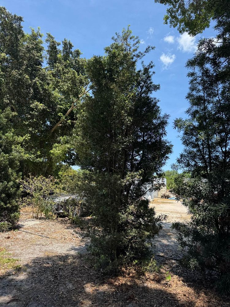 podocarpus-macrophyllus-japanese-yew